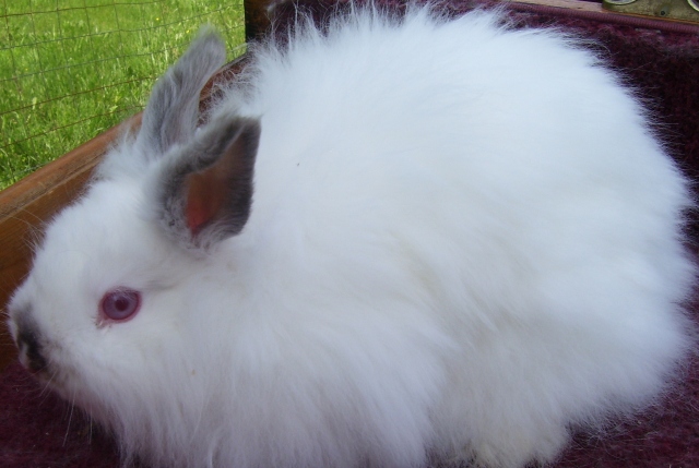Jersey Wooly Rabbits